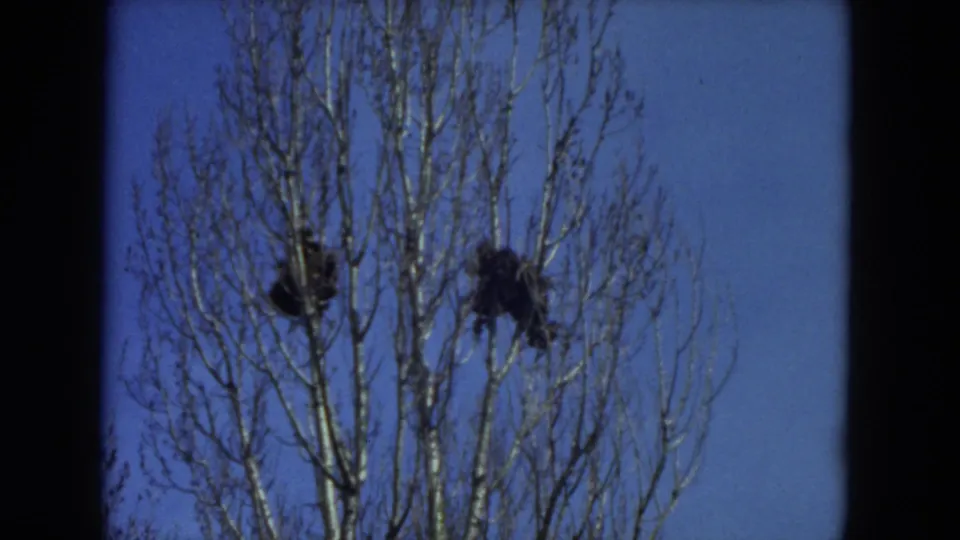 1972 Racine, Wisconsin 8mm frame of a bare treetop holding two dark clusters against a saturated blue sky.