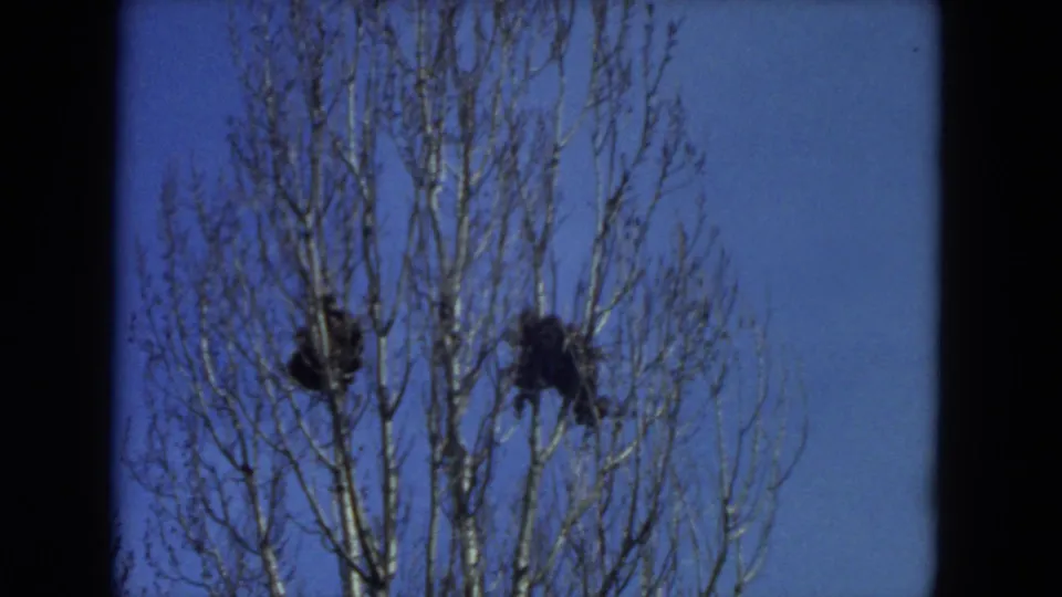 1972 Racine, Wisconsin 8mm frame showing leafless branches and dark clustered growth, continuing the winter tree view.
