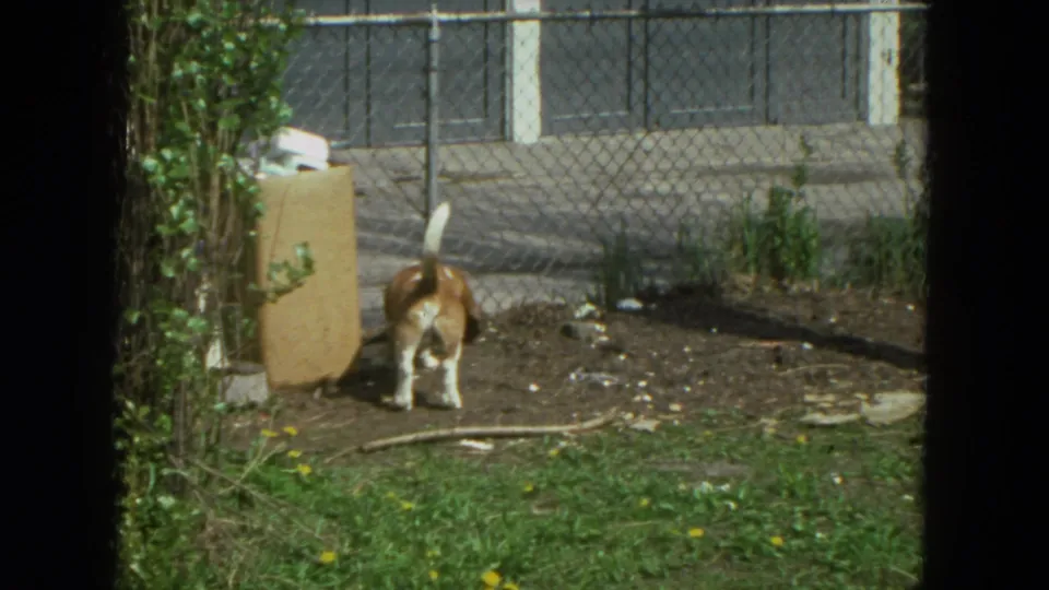 1972 Racine, Wisconsin 8mm frame showing a beagle sniffing bare ground in a grassy yard near shrubs and a chain-link fence.