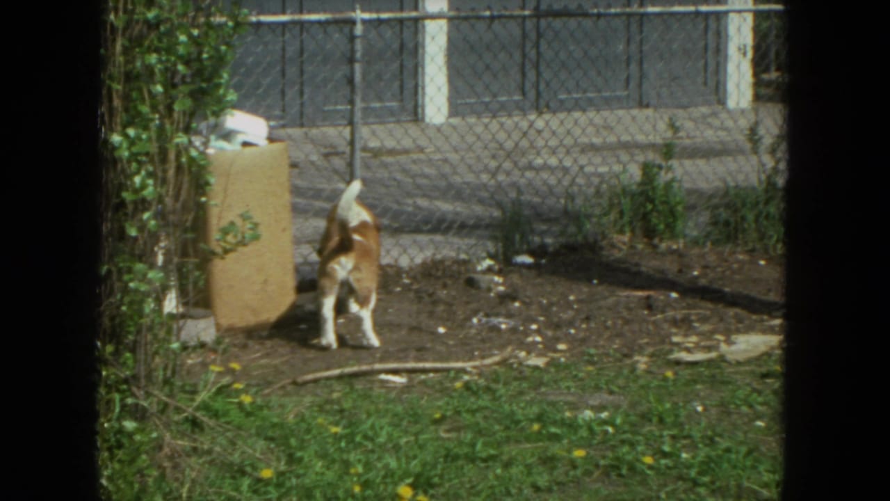 Basset Hound sniffing near a trash can and chain-link fence in a backyard.