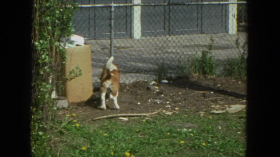 Brown and white Basset Hound explores a Racine, Wisconsin backyard near a fence and trash can in 1972 home-movie footage.