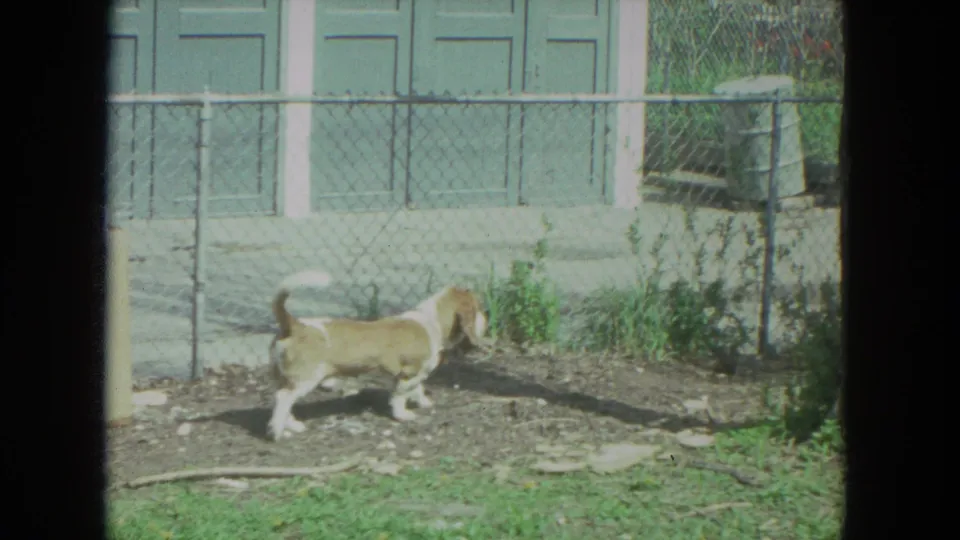 Light-colored Basset Hound crosses the backyard in front of a fence and garage doors in Racine, Wisconsin home-movie footage.