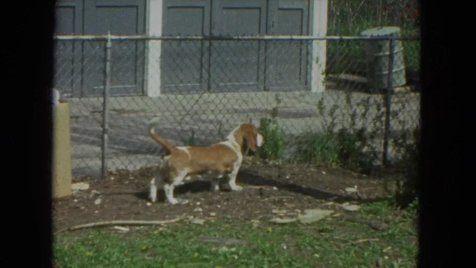 Brown and white Basset Hound pauses near the fence in a sunlit Racine, Wisconsin backyard from 1972 8mm footage.