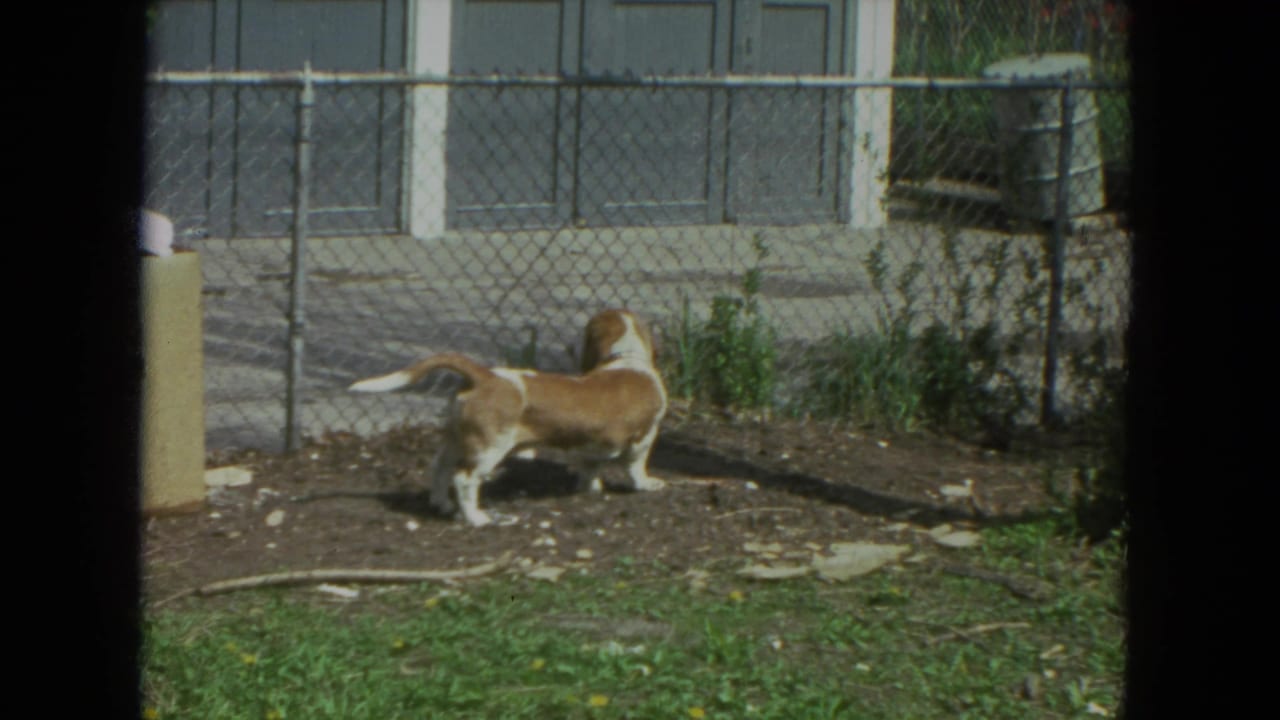 A basset hound stands and sniffs near a chain-link fence in a Racine, Wisconsin backyard, 1972.