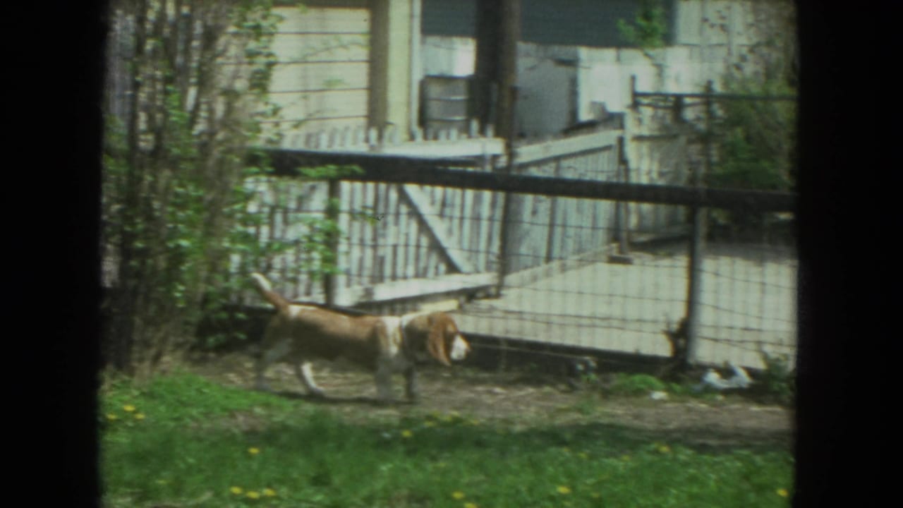The basset hound walks through the Racine backyard beside a white gate and chain-link fence in 1972 home-movie footage.
