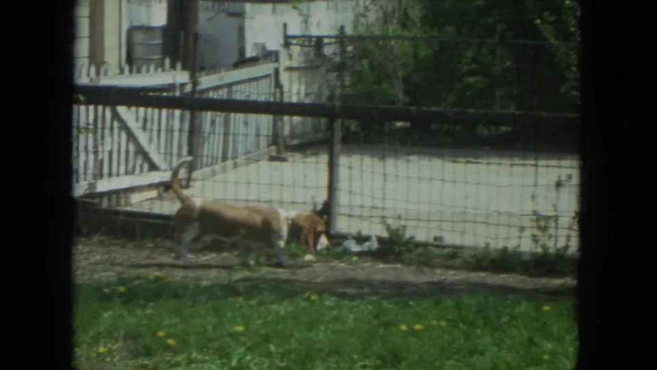 A basset hound lowers its head to sniff beside the fence in a 1972 Racine backyard scene.