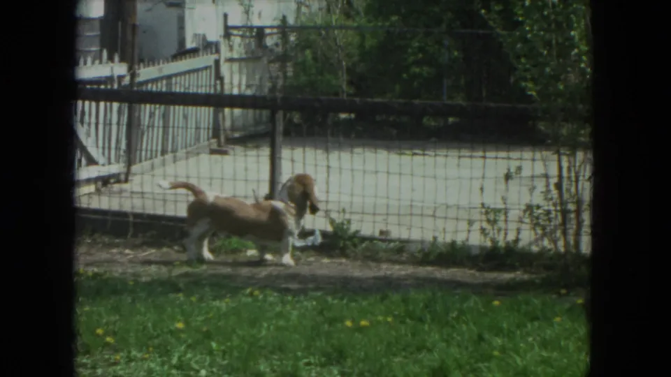 The basset hound stands in profile near the white gate and fence in Racine, Wisconsin, 1972.