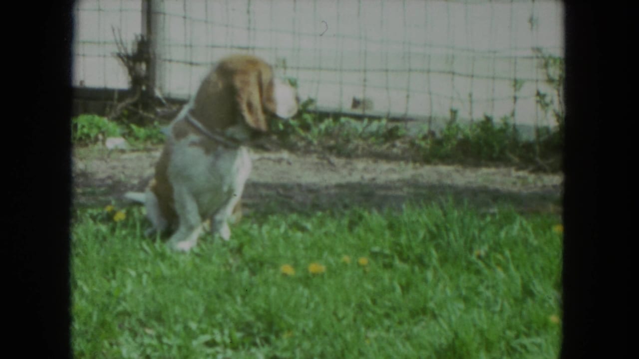 Beagle puppy sitting in grass near a wire fence.