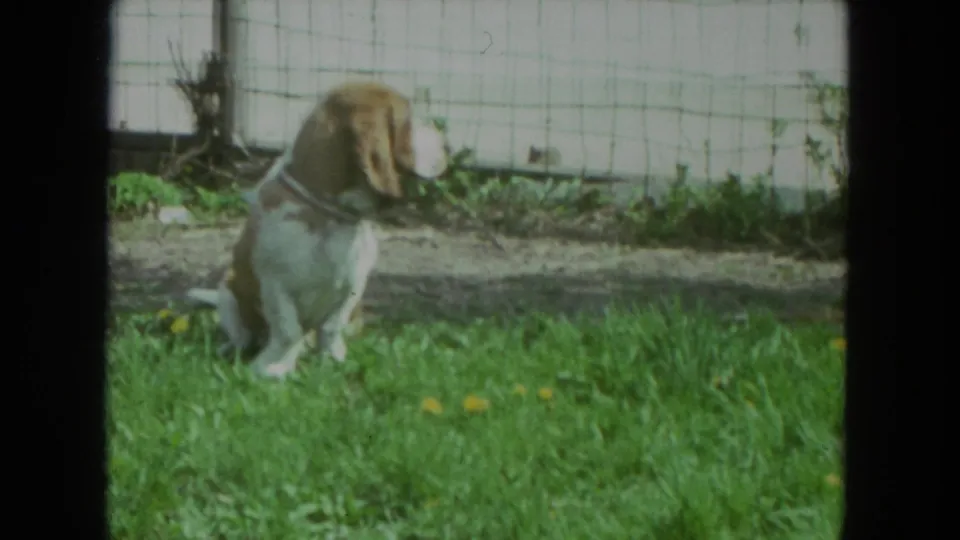Young beagle puppy sits on a grassy yard near a wire fence in Racine, Wisconsin, 1972 home-movie footage.