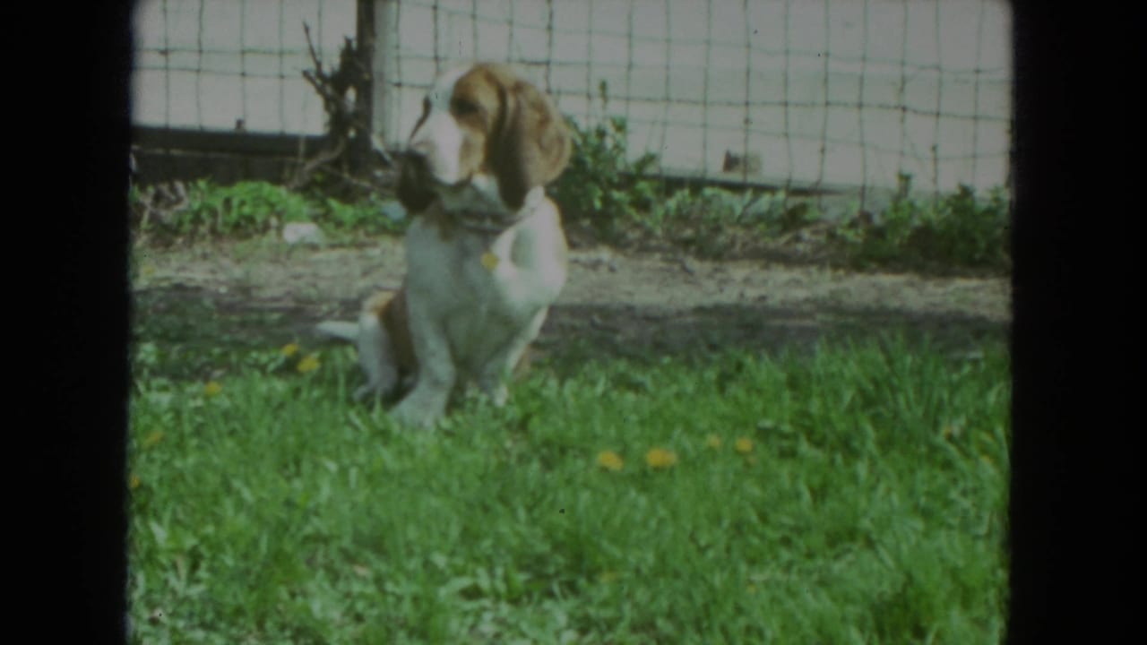 Beagle puppy with drooping ears sits upright in a sunlit Racine yard near fencing, captured on 8mm film in 1972.