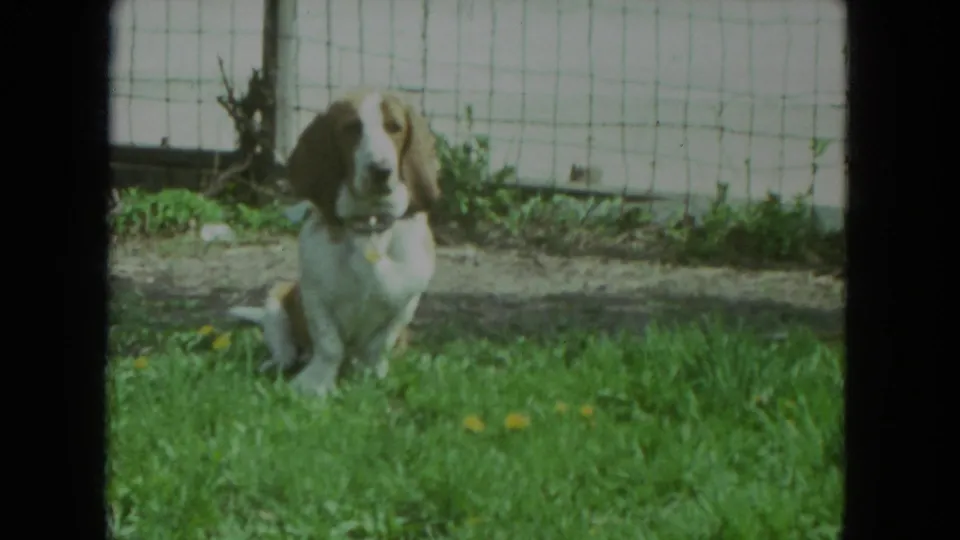 Beagle puppy faces the camera from a green yard with dandelions and fencing in Racine, Wisconsin, 1972 footage.