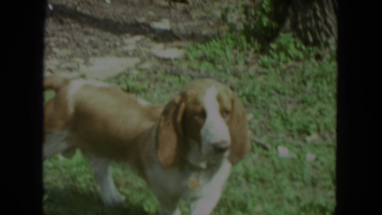 Brown-and-white basset hound walking through grass near a chain-link fence.