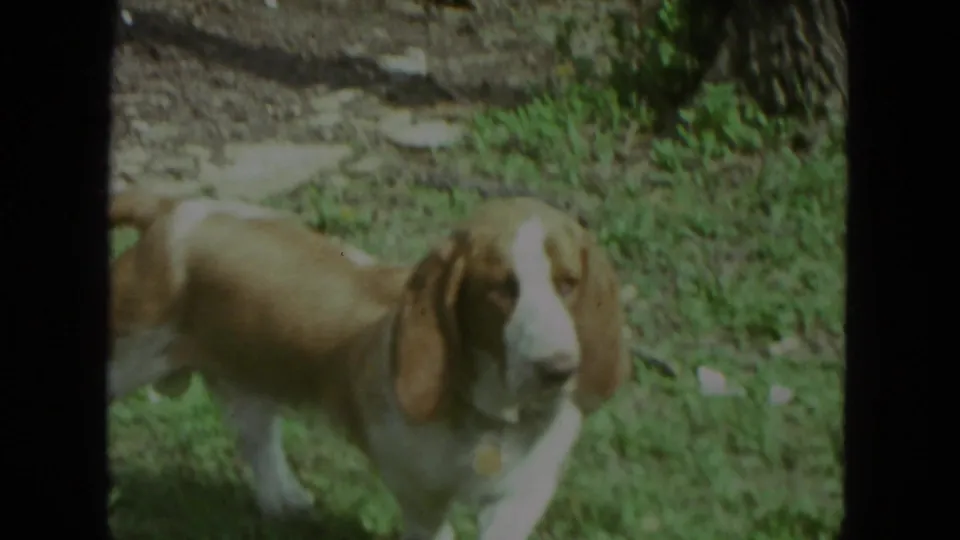 1972 Racine home-movie frame showing a basset hound moving through a grassy yard near fencing.