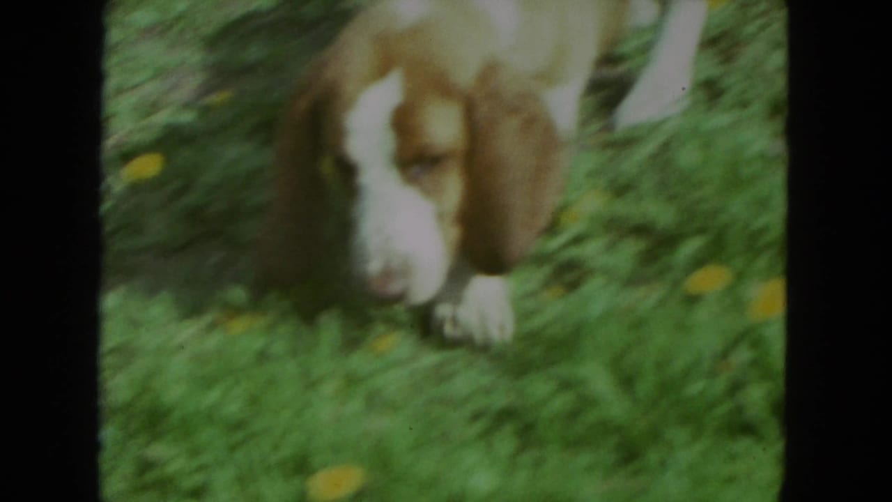 1972 Racine 8mm frame of a basset hound lowering its nose into green grass while moving.