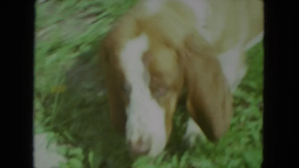 Soft 8mm close frame from Racine in 1972 showing the basset hound nosing through the yard grass.