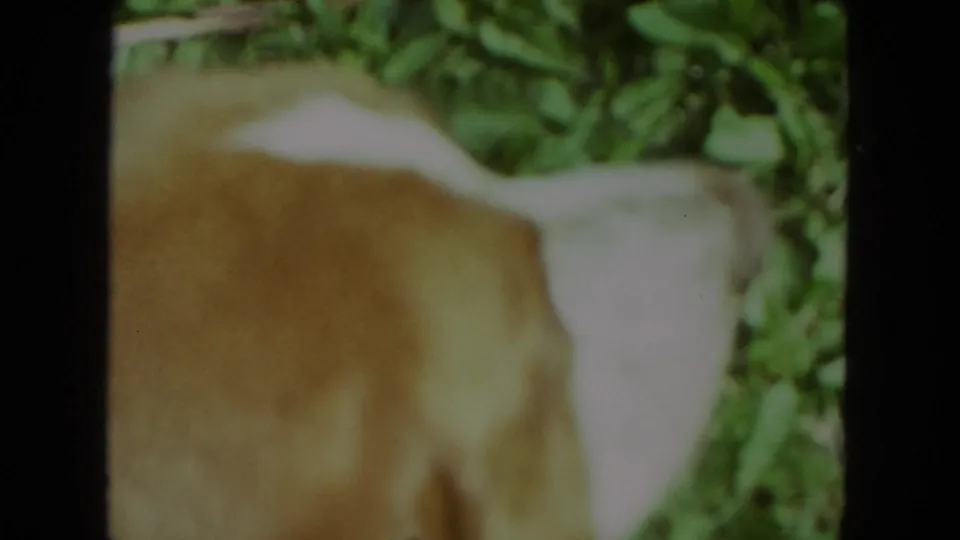 1972 Racine home-movie frame showing the basset hound from the side and rear near garden greenery.
