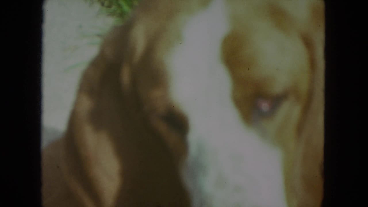 1972 Racine 8mm frame showing a soft, close view of a floppy-eared dog with one eye visible near the center.