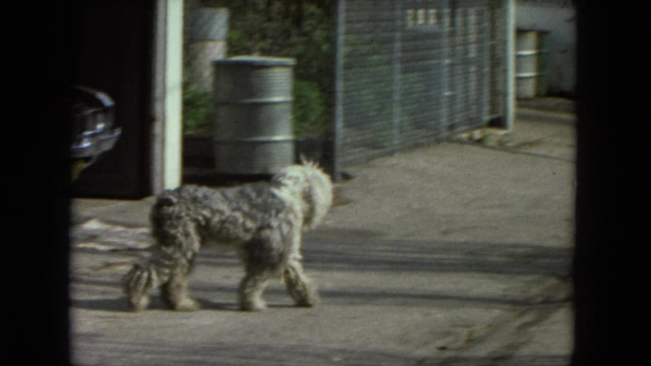 1972 Racine home-movie frame of a shaggy dog walking through a sunlit alley near a chain-link fence and metal barrel.