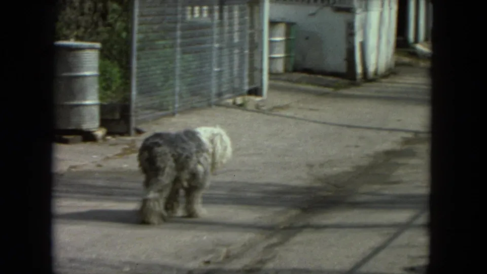 1972 Racine frame showing the shaggy dog from behind as it continues down a concrete alley with fencing and long shadows.