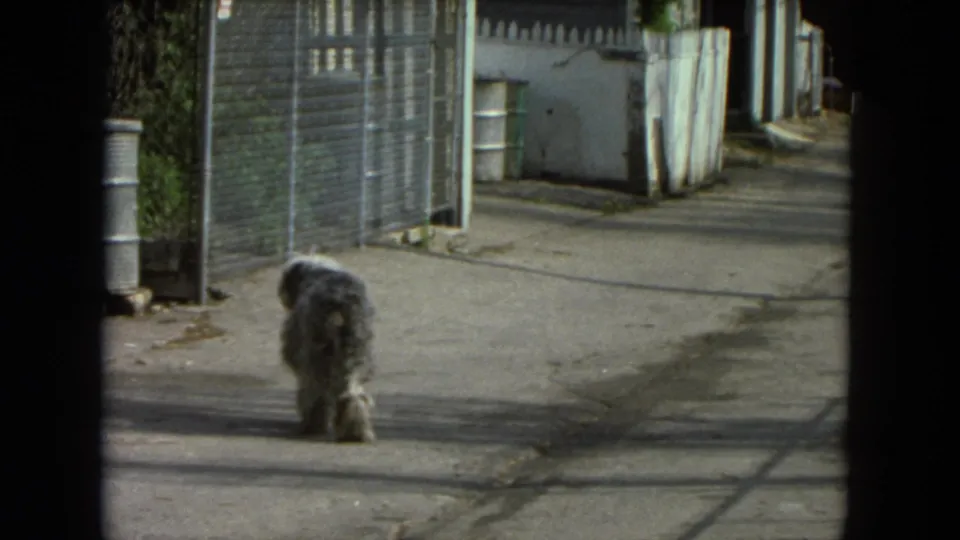 1972 Racine 8mm frame with a shaggy dog farther from the camera, centered in a sunlit residential alley.