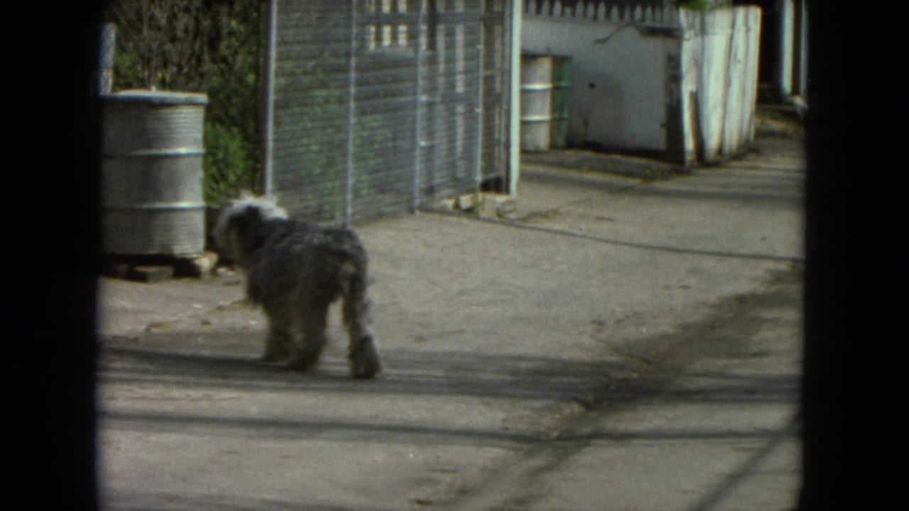 Shaggy gray dog walking through a sunlit alley near a chain-link fence and metal barrel.