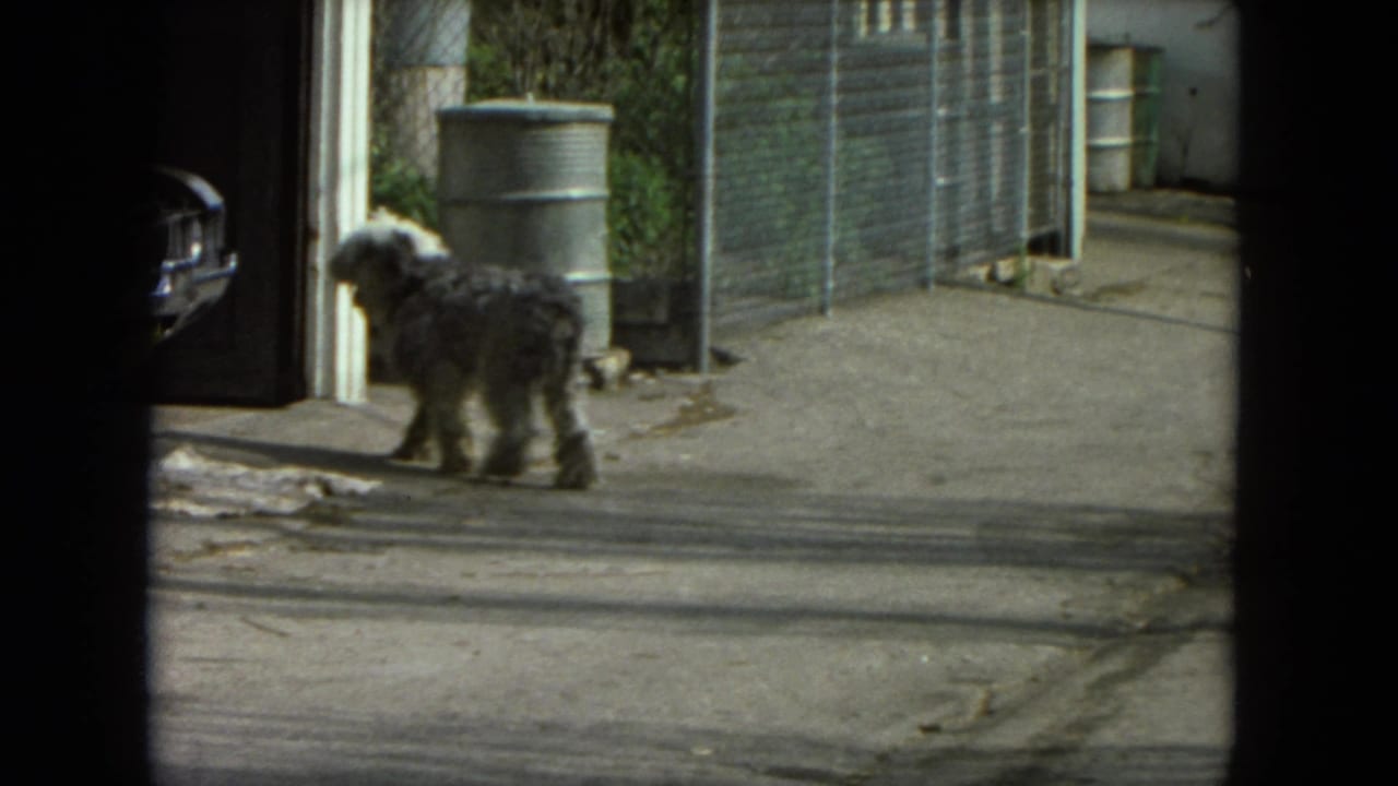 Shaggy gray dog standing near a doorway and metal barrel in an outdoor alley.