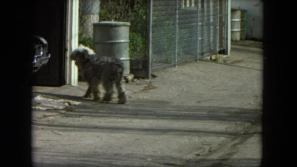 The gray dog pauses near a doorway and barrel in a 1972 Racine alley scene, framed by chain-link fencing and strong daylight.