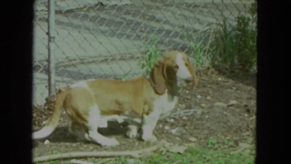 A brown and white Basset Hound stands in a dirt yard in 1972 Racine home-movie footage, with weeds and chain-link fencing behind it.