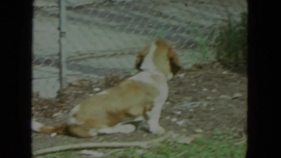 The Basset Hound sits or crouches near chain-link fencing in the Racine yard, seen in soft, grainy 1972 8mm footage.