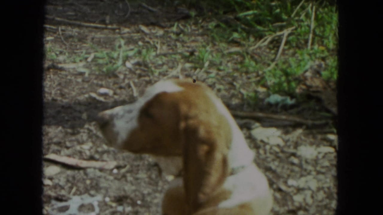 Brown and white floppy-eared dog seen from the side in a sunny dirt yard.