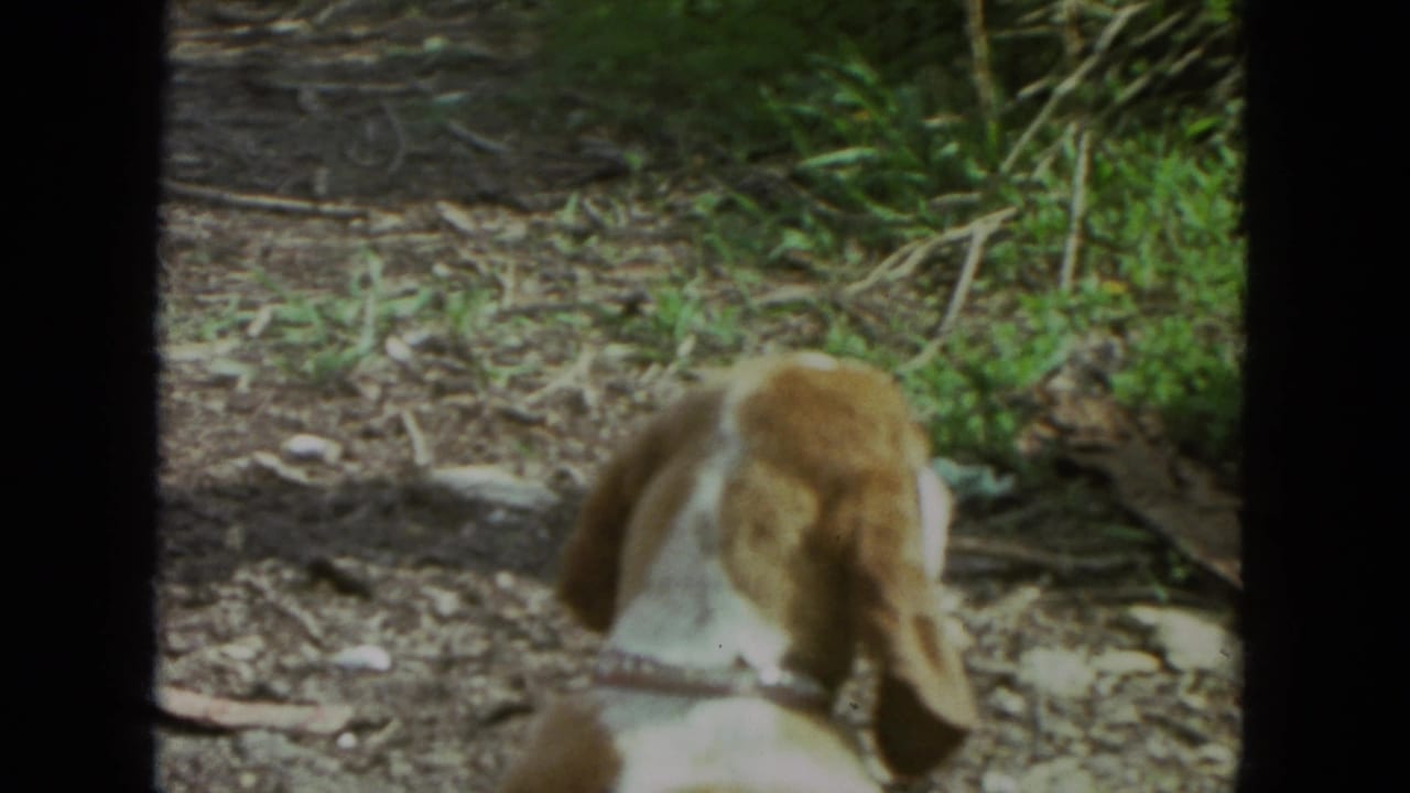 The brown and white pet dog is seen from behind in a 1972 Racine yard, with dirt, plants, and bright outdoor light visible.