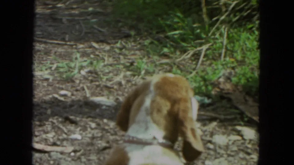 The brown and white pet dog is seen from behind in a 1972 Racine yard, with dirt, plants, and bright outdoor light visible.