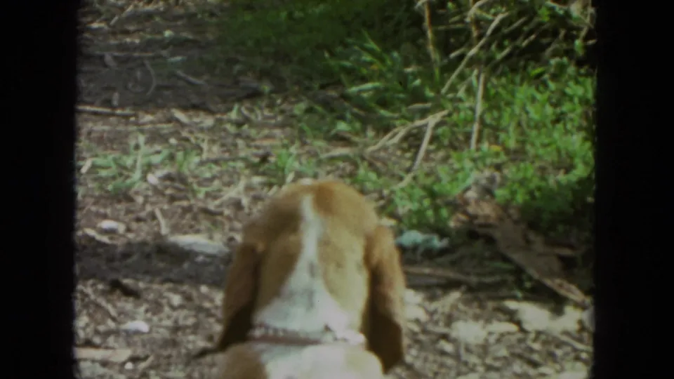 A brown and white floppy-eared dog lowers its head in a sunlit Racine yard, captured with soft 8mm grain in 1972.