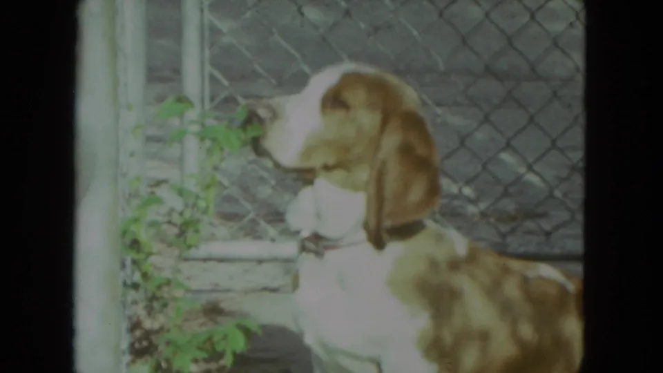 The floppy-eared dog stands beside a chain-link fence and yard vegetation in Racine, Wisconsin, in 1972 home-movie footage.