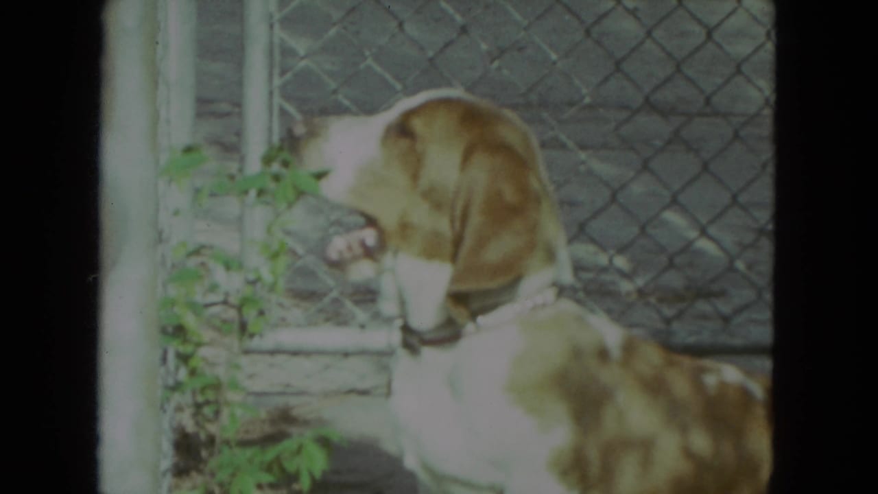 Brown-and-white hound beside green leaves and chain-link fencing.