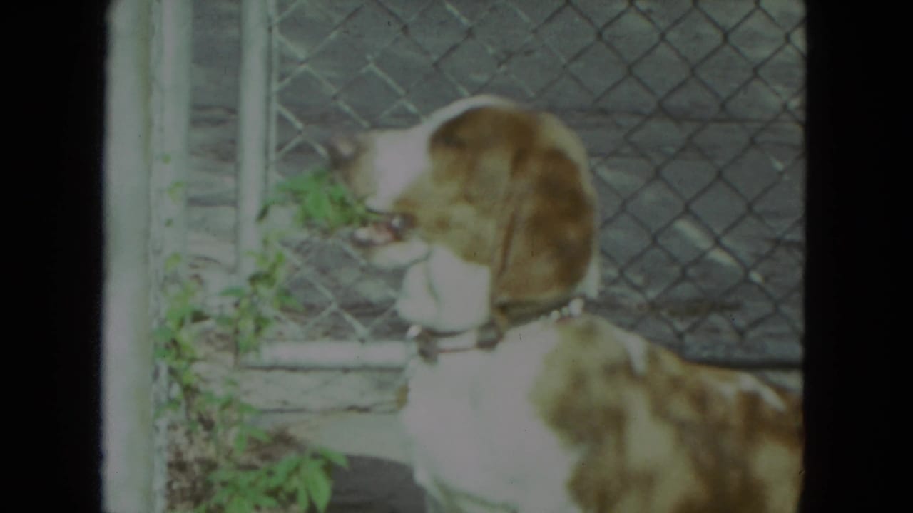Hound in profile near green leaves against a chain-link fence.