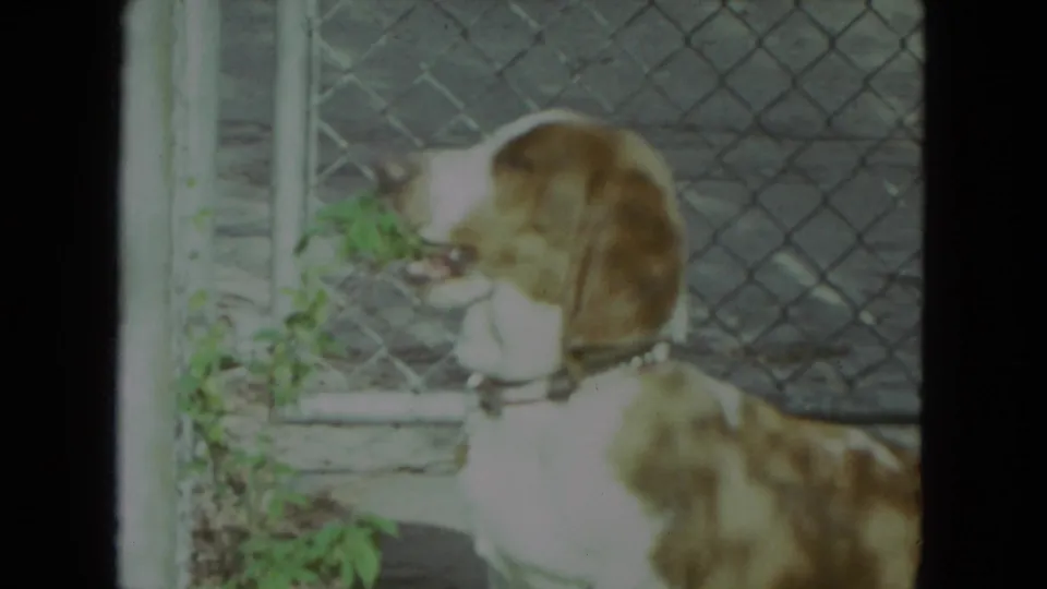 1972 Racine 8mm frame with a collared hound in profile near leaves and a chain-link fence.