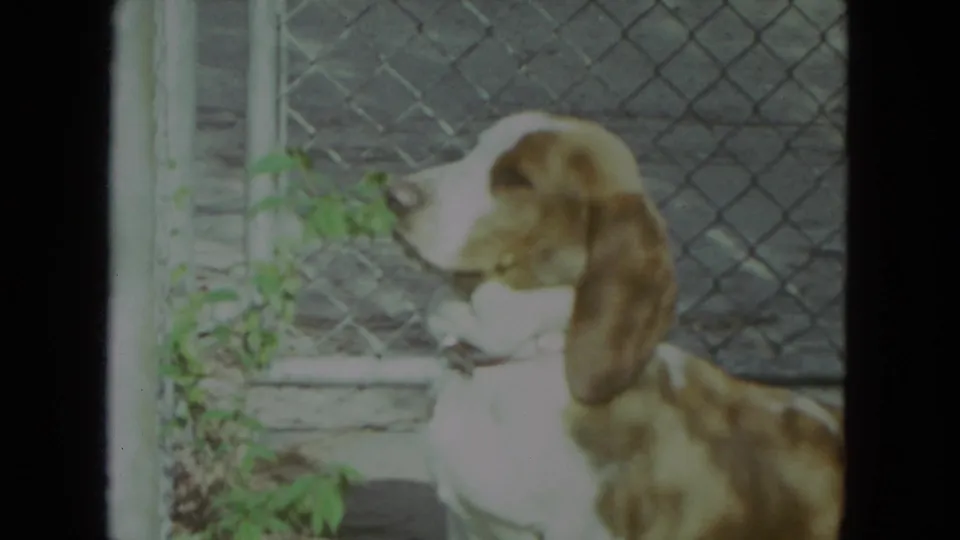 1972 Racine home-movie frame with a brown-and-white hound close to leafy growth along a fence.