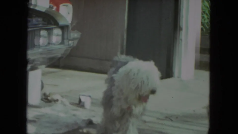 1972 Racine 8mm frame showing a shaggy light dog on a concrete porch near a partial parked car.