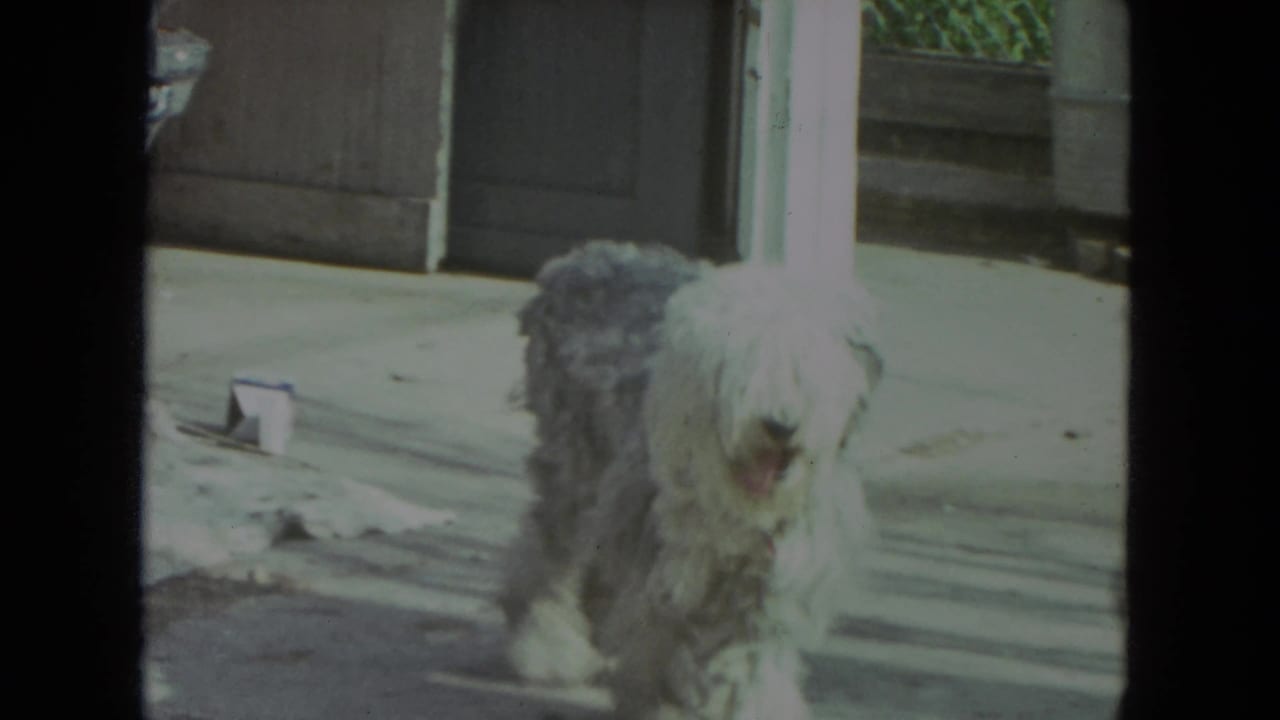 Shaggy white and gray dog walking across a concrete porch.