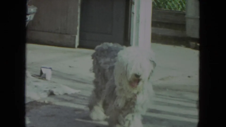 In 1972 Racine home-movie footage, a shaggy white and gray dog walks across a concrete porch near siding and a doorway.