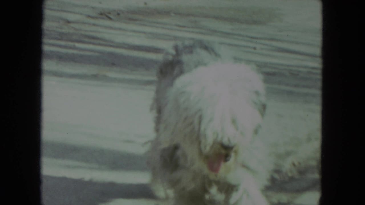 A shaggy white and gray dog pants near the camera on a residential porch in the 1972 Racine footage.