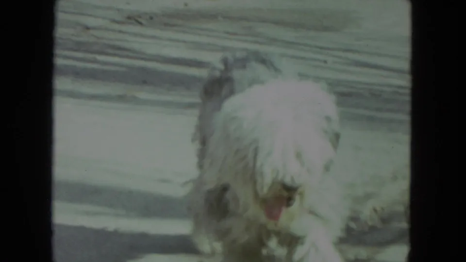 A shaggy white and gray dog pants near the camera on a residential porch in the 1972 Racine footage.