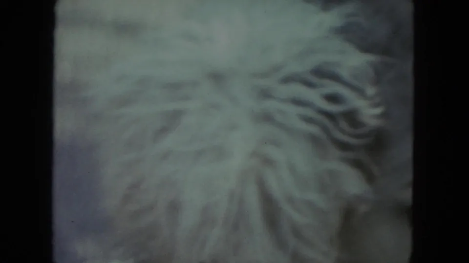 A very close, soft 8mm frame shows the shaggy dog's gray and white fur filling most of the view.