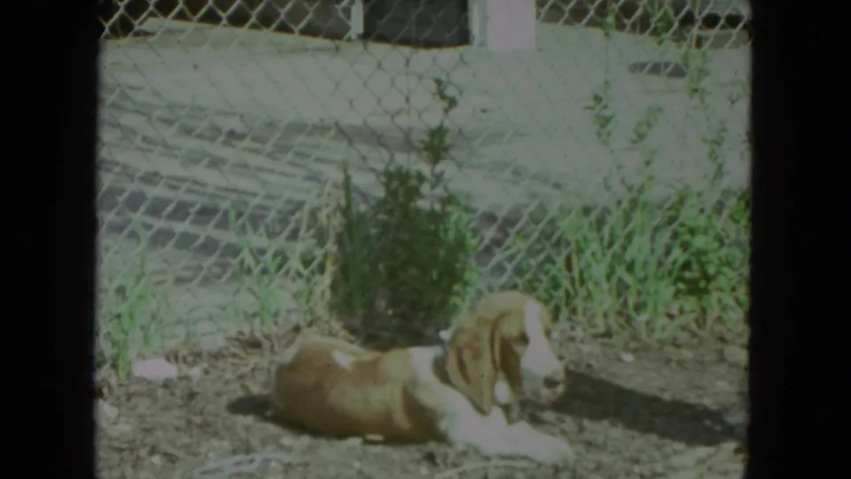 A brown and white hound rests on dirt behind a chain-link fence in the 1972 Racine residential yard footage.
