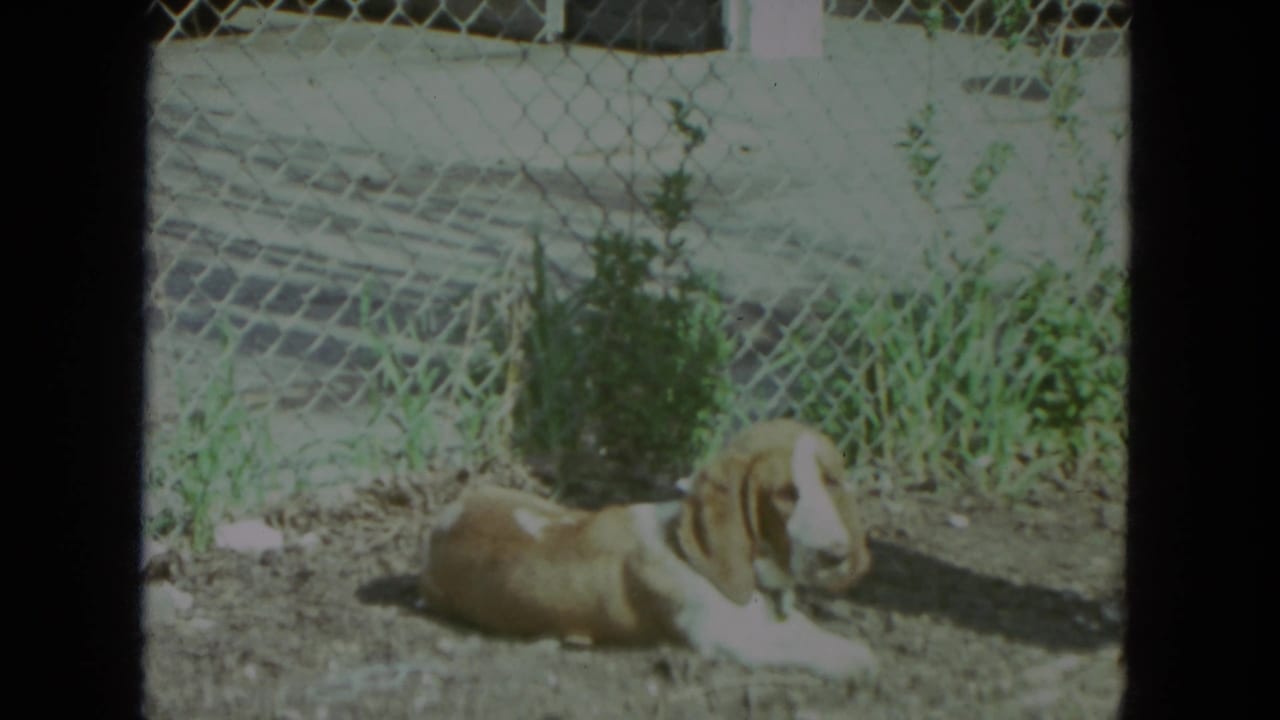 A floppy-eared dog rests on dirt beside a chain-link fence in Racine, Wisconsin, 1972 home-movie footage.