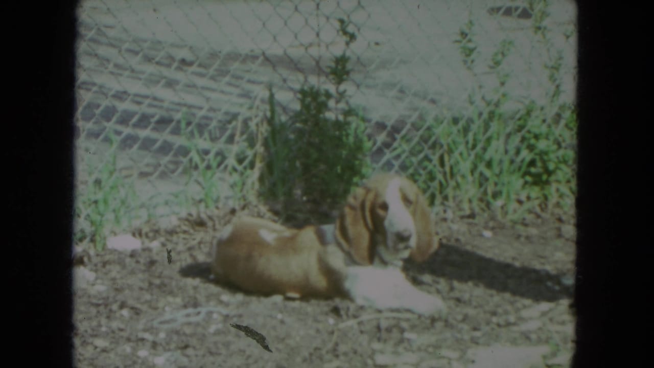 The resting dog looks around from the dirt ground near a chain-link fence in the 1972 Racine home-movie scene.