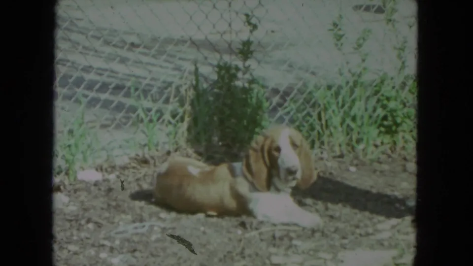 The resting dog looks around from the dirt ground near a chain-link fence in the 1972 Racine home-movie scene.