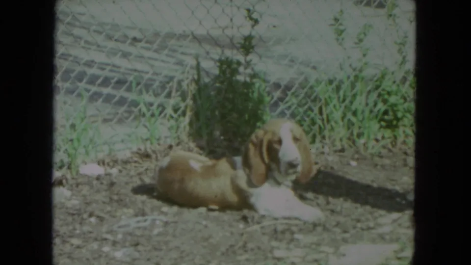 A low, soft 8mm view shows the dog settled on the ground beside weeds and a chain-link fence in Racine, Wisconsin.