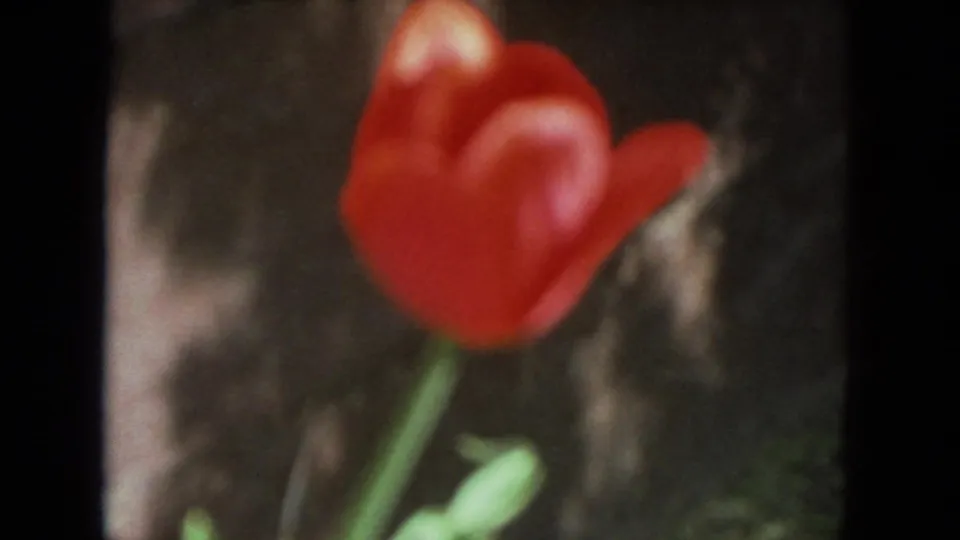 A soft-focus red tulip close-up appears at the end of the 1972 Racine home-movie clip.